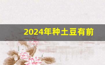 2024年种土豆有前景吗_土豆26品种每亩产多少