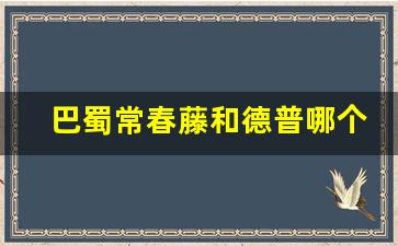 巴蜀常春藤和德普哪个好_巴蜀常春藤宿舍照片